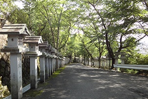 木々に囲まれた石灯籠のある参道