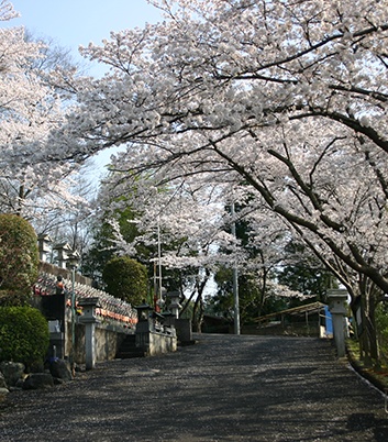桜に包まれた三笠霊苑の参道