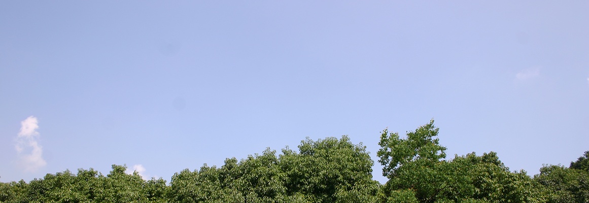 青空の下に広がる三笠霊苑の木々