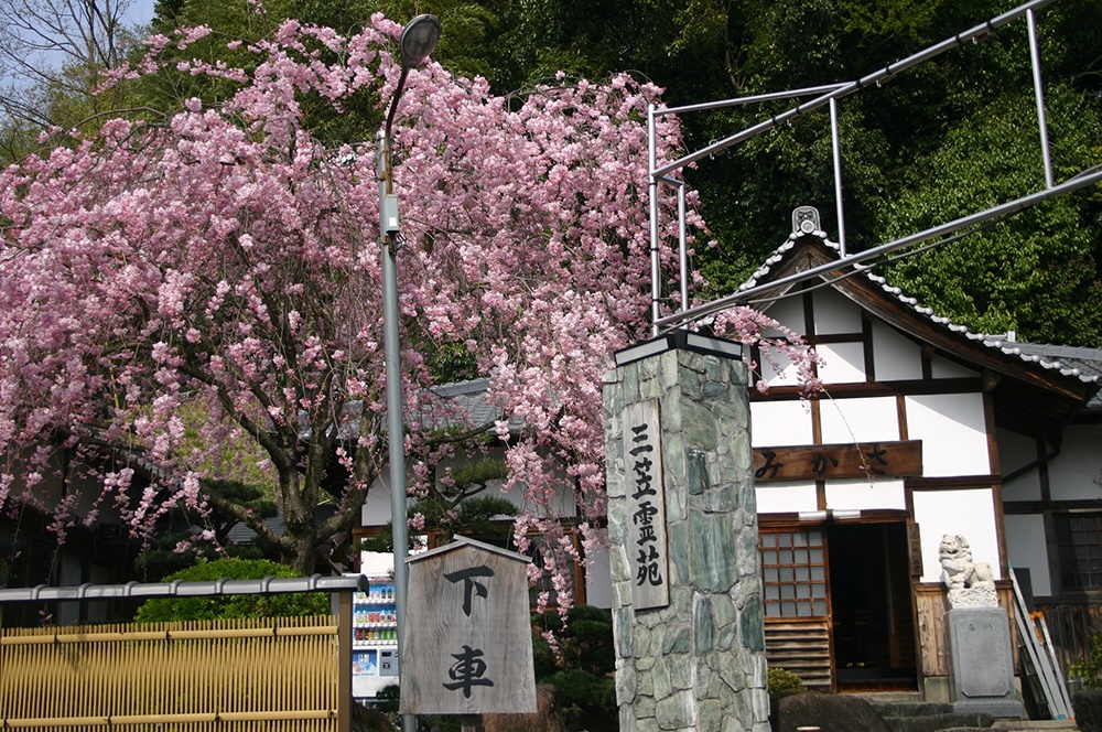 桜が咲く三笠霊苑の入口