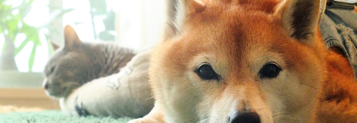 寄り添ってくつろぐ犬と猫