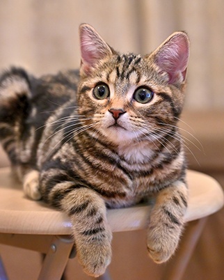 子猫