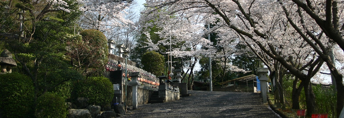 桜が咲く三笠霊苑の参道